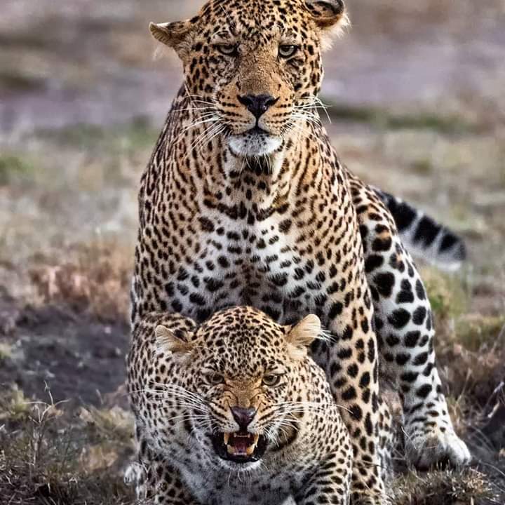 8-Day Serengeti Great Wildebeest Migration Safari