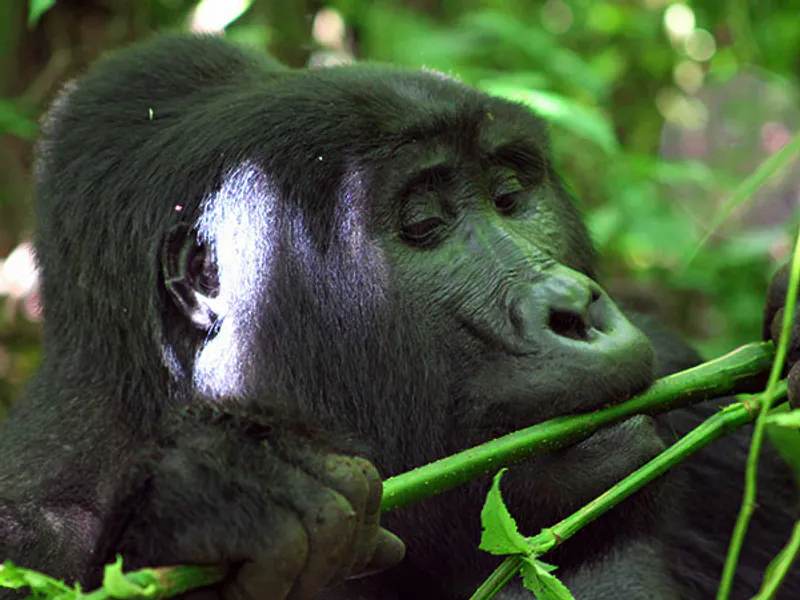 4-days Luxury Gorilla Tracking Safari In Uganda (Fly-in)