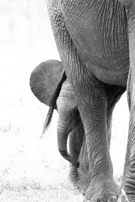 6-Days Serengeti, Ngorongoro, Tarangire & Lake Manyara