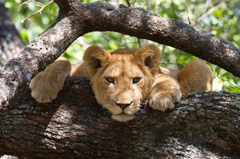 10-Days Uganda wildlife and Primate Trekking Safari