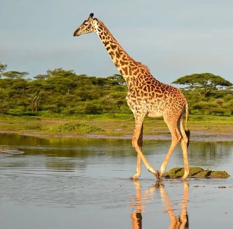 9 Day 8 Nights Rememorable Kenya Safari