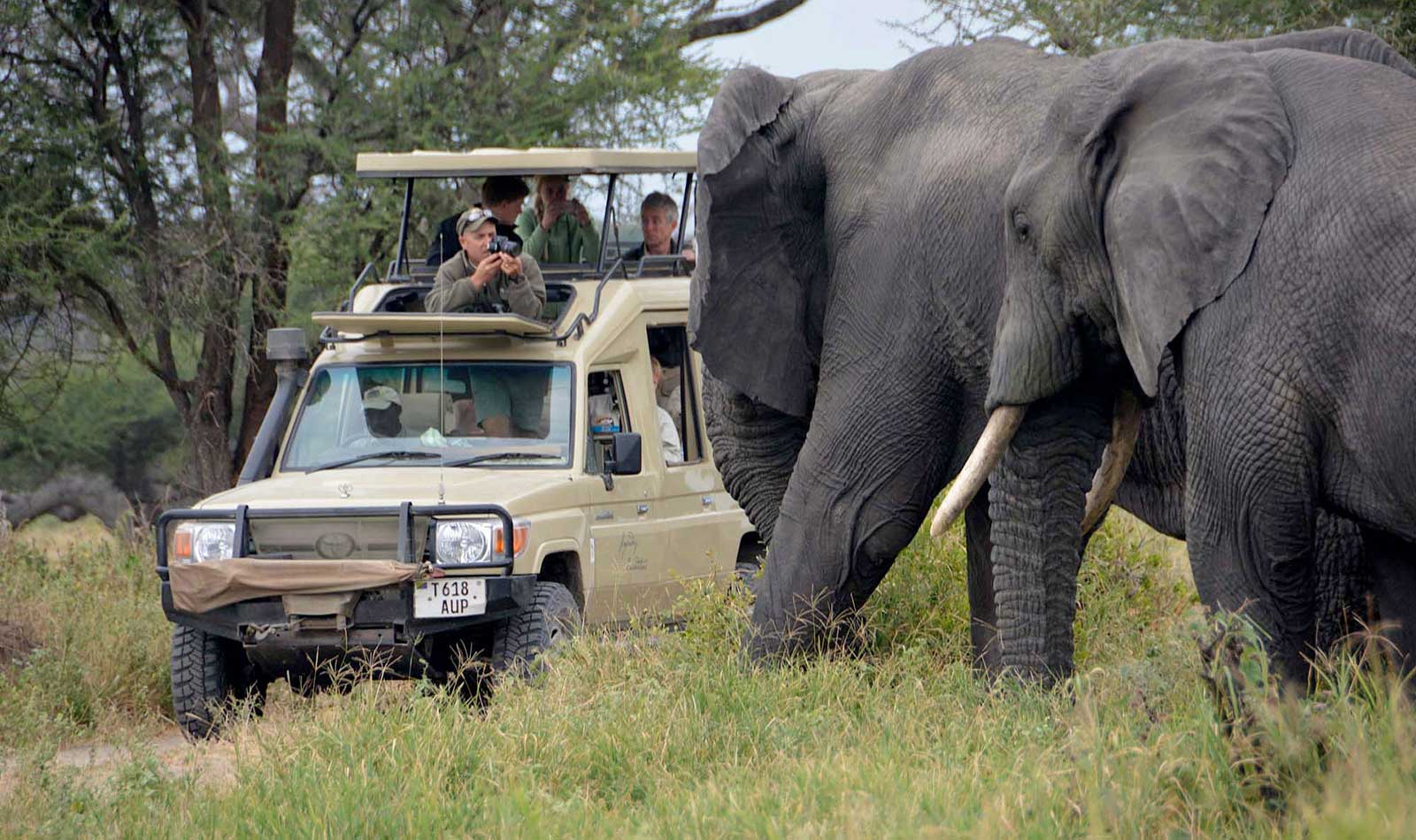 6-Day Witnessing Great Wildebeest Calving in Serengeti (Best for January to March) - East Safari Tours - Safarigo