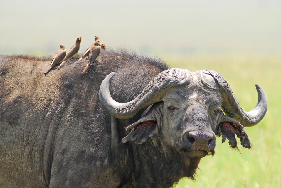 5 Days of Wildlife Magic – Amboseli, Lake Nakuru & Masai Mara Safari