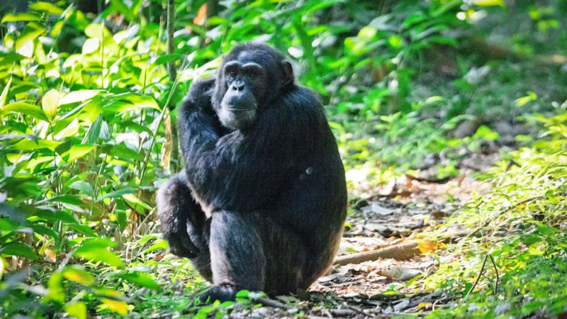 6 Day Uganda Primate Trekking Safari