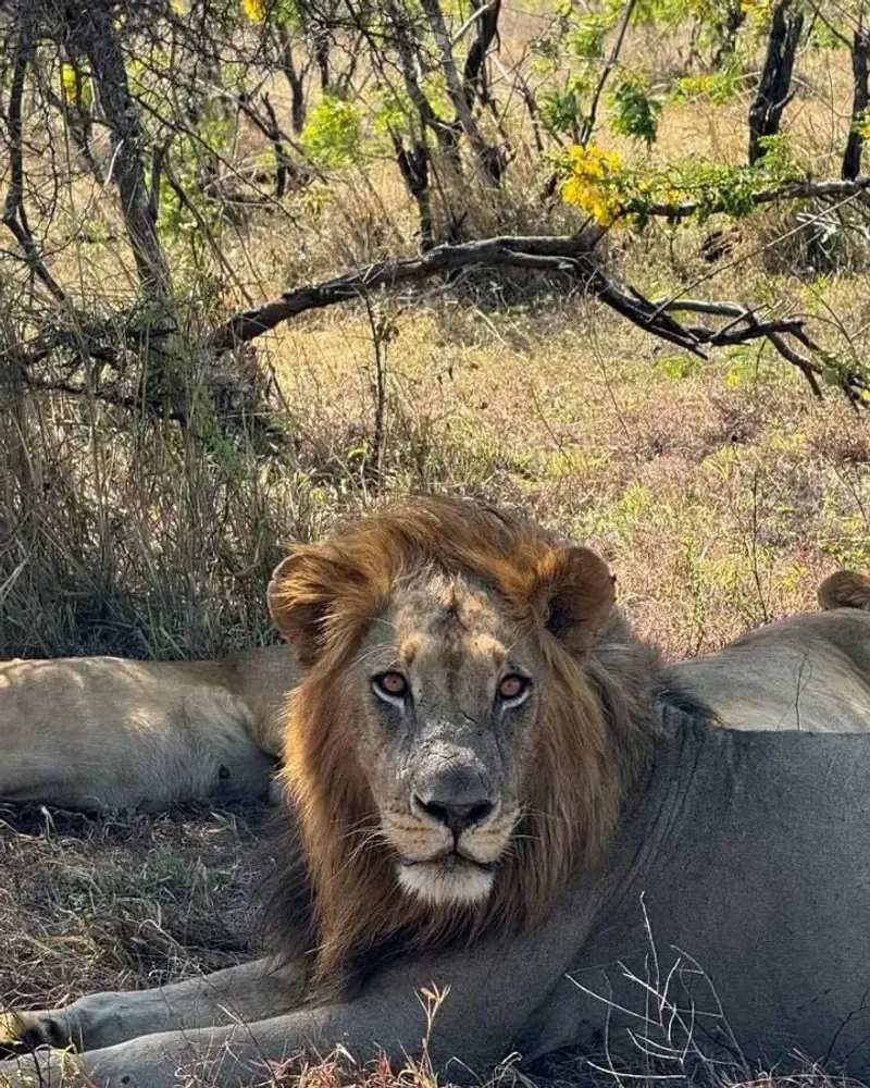 Full-Day Tour to Chobe National Park in Botswana