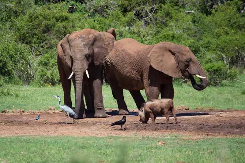 6 Day Mid-Range Tanzania Wildlife & Cultural Safari