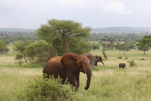1-Day Tarangire Adventure