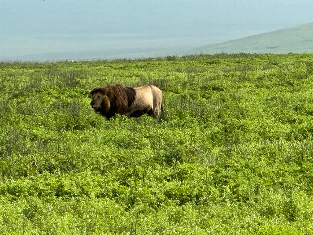 4-Day Serengeti and Ngorongoro Photographic Safari
