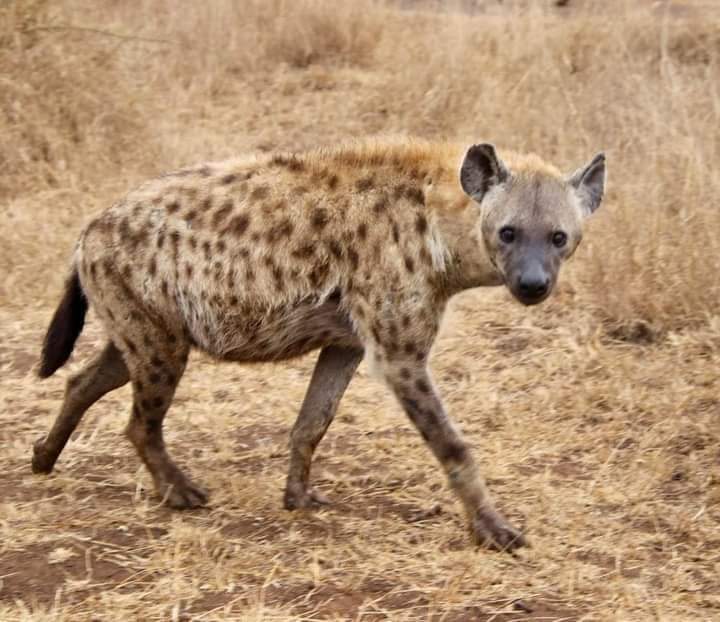 4 Days Masai Mara & Lake Nakuru Group Safari – Budget-Friendly Wildlife Experience