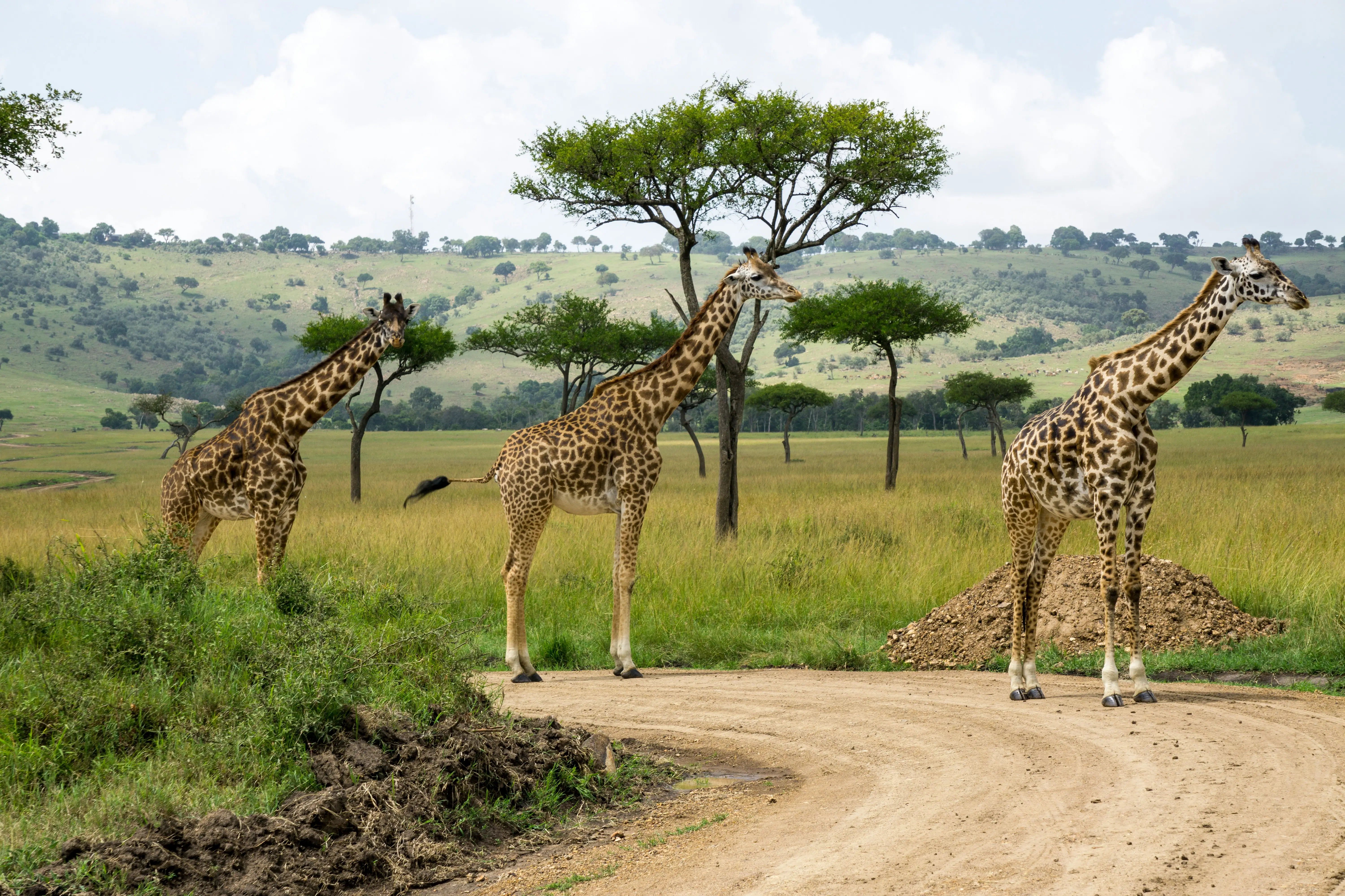 5-Day Kenya Safari- Maasai Mara & Lake Naivasha