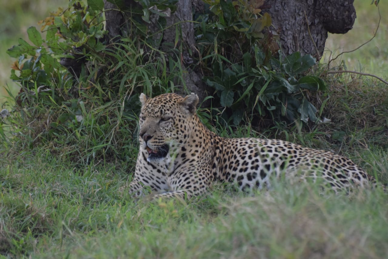 15 Days Traversing Kenya Safari: Samburu - Olpejeta - Aberdare - Lake Nakuru - Masai Mara - Lake Naivasha- Amboseli - Tsavo - Diani