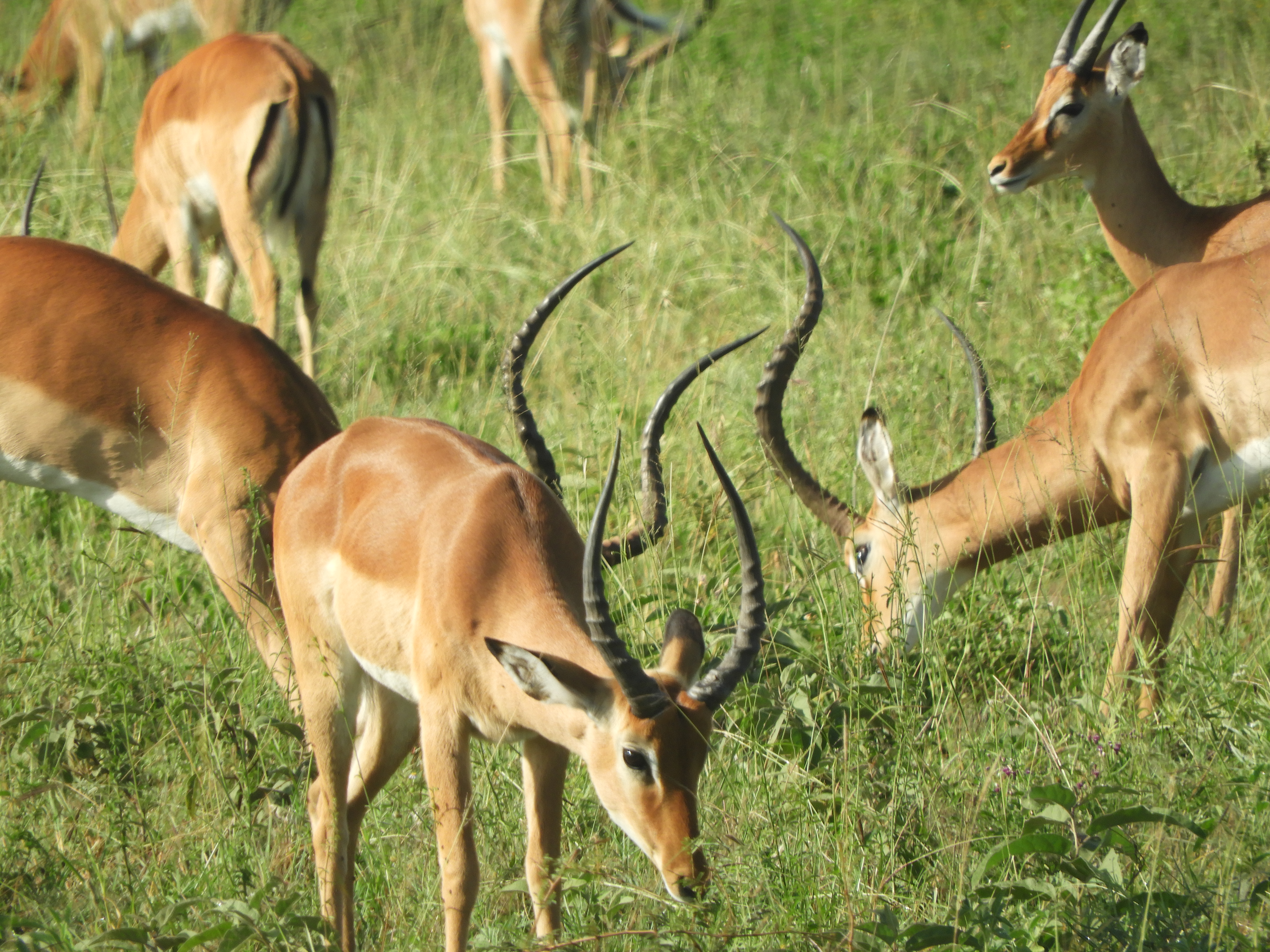 ⭐10-Day From the Wild Heart of Tanzania to the Shores of Paradise — The Ultimate Bush to Beach Journey of Adventure, Culture & Zanzibar Relaxation