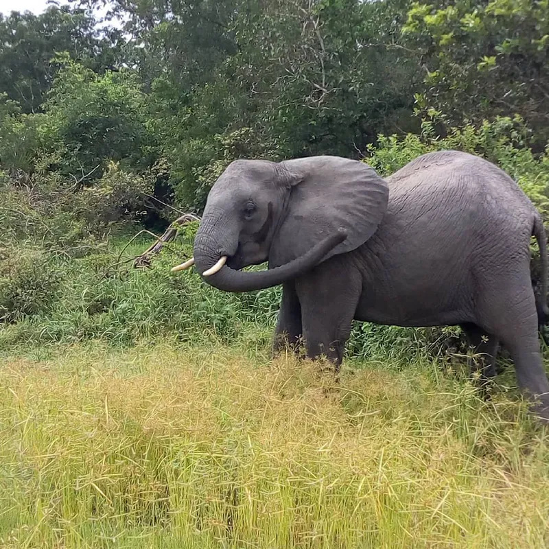 3-Day Mikumi National Park and Maasai Boma Visit