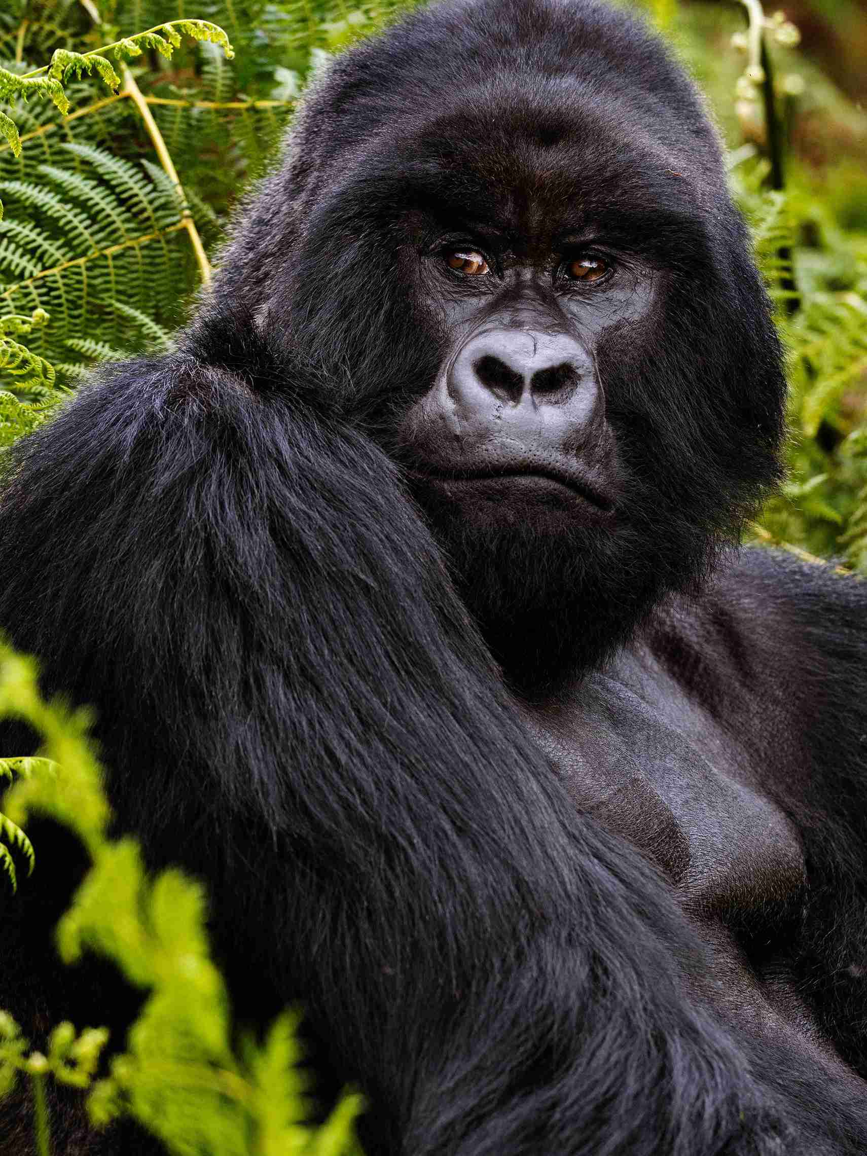 1-Day Gorilla Trekking Safari with Canoe Trip on Mukungwa River - Kingfisher Journeys - Safarigo