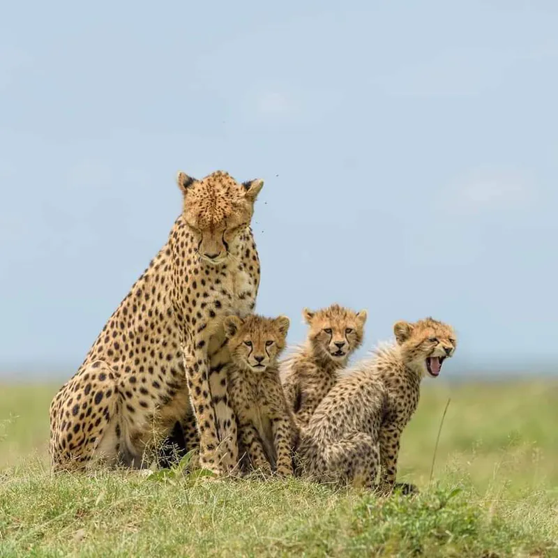 3 Days, 2 Nights - 4x4 Jeep Wildebeest Migration Safari