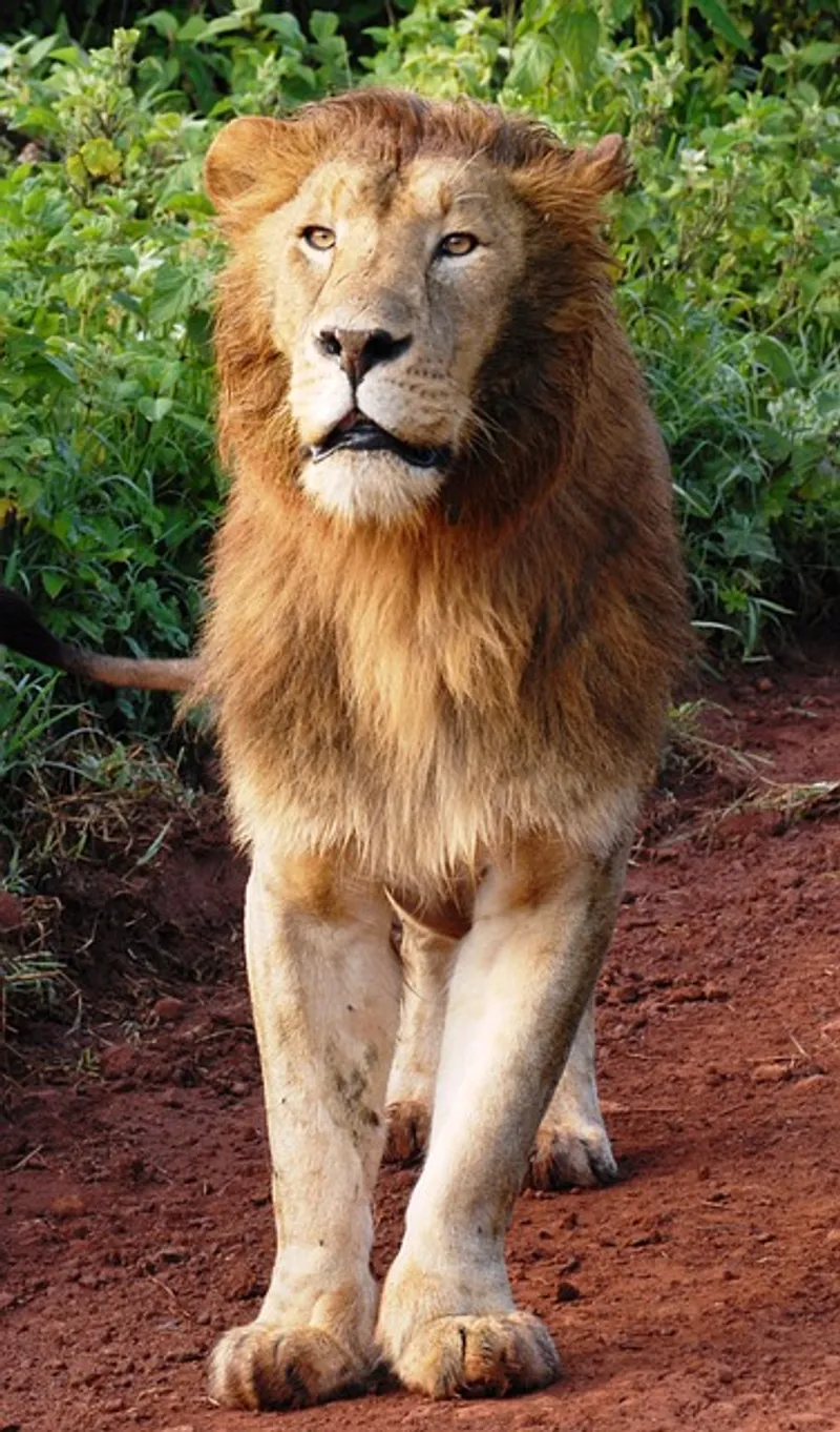 2-Day Ngorongoro And Tarangire Amaizing
