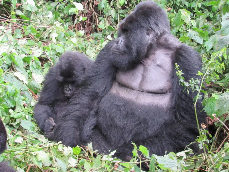4 Days Rwanda&Uganda Gorilla Trekking