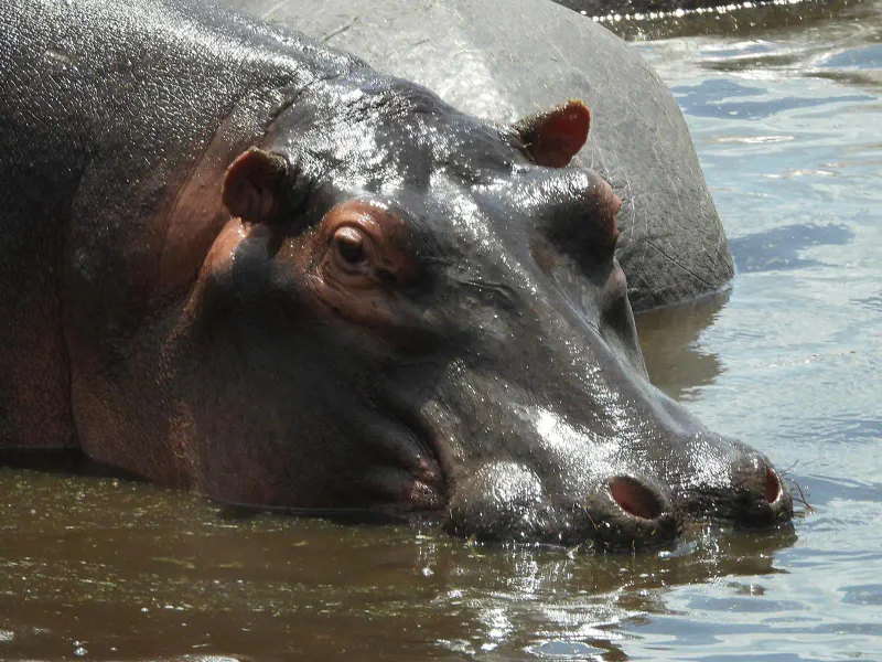 3DAYS SAFARI TO TARANGIRE ,MANYARA AND NGORONGORO CRATER