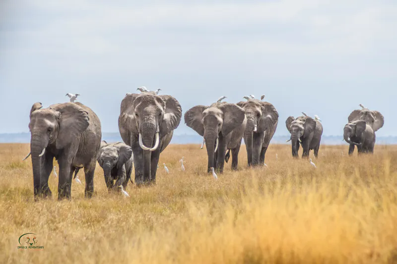 8-Day Amboseli, Naivasha, Nakuru & Masai Mara Sopa Circuit Safari