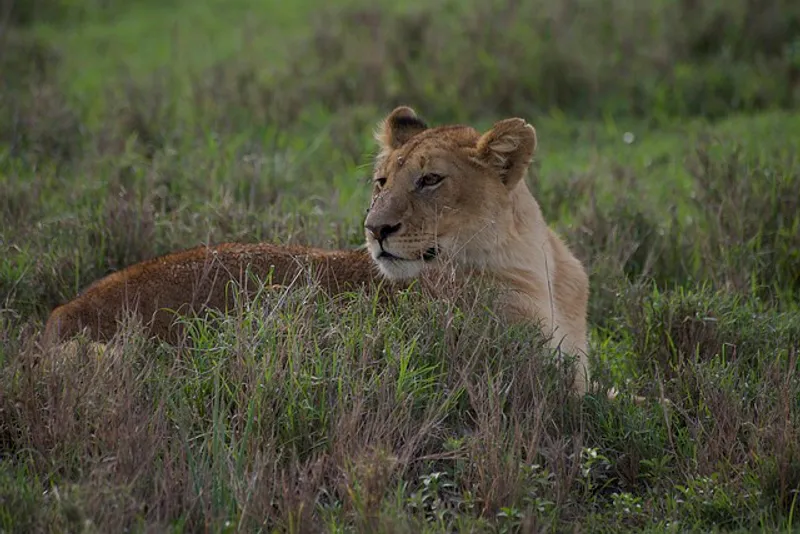 2 Day Budget Adventure - A Glimpse of Tanzania