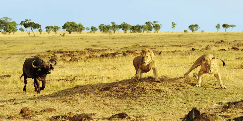 3-Day Fly in and out for a Luxurious Serengeti Adventure