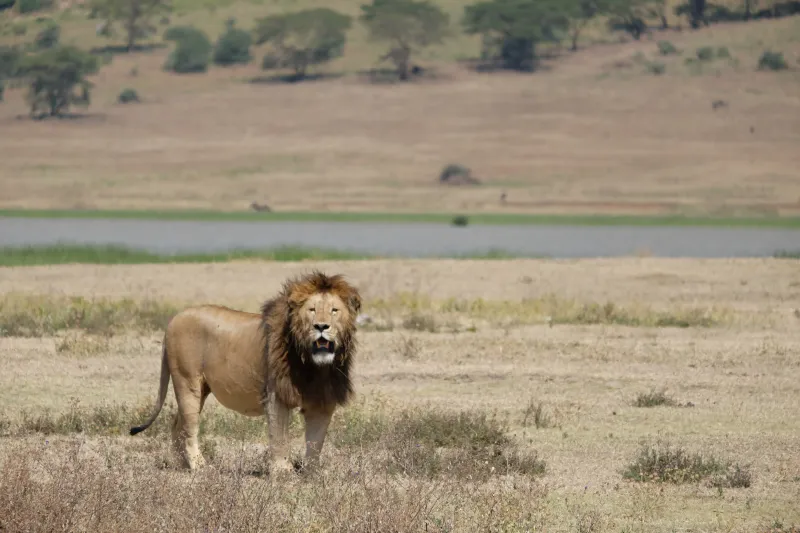 6 Day: Moshi Countryside Tour & Wildlife Safari