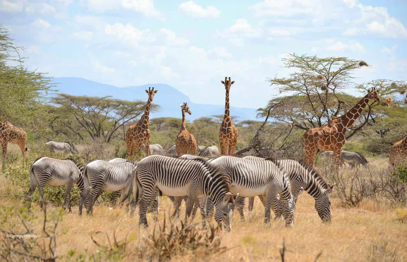 3 Day Thrilling Safari In Samburu National Reserve