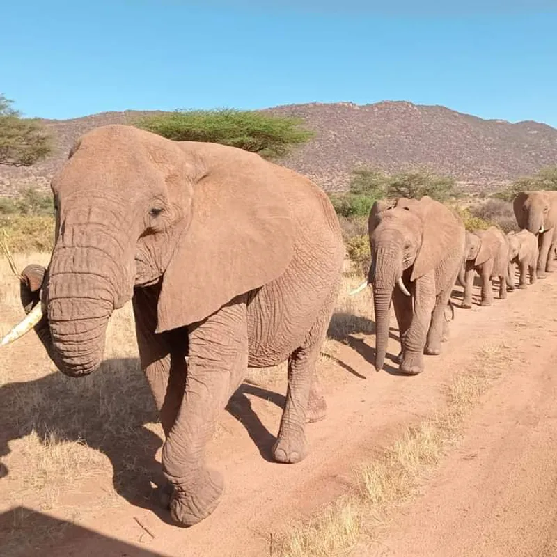 8-Days Best of Kenya Adenture Jeep Safaris