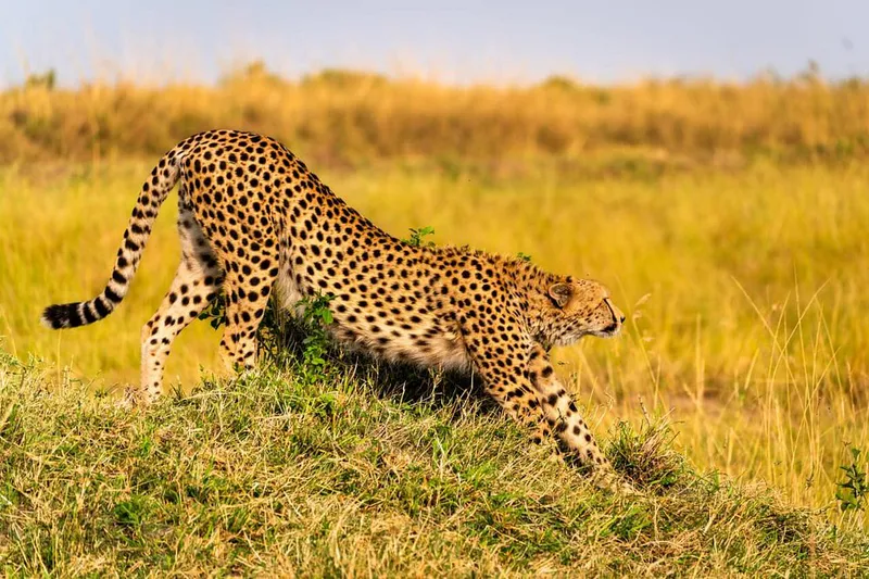 4 Days Naivasha and Samburu Private Safari