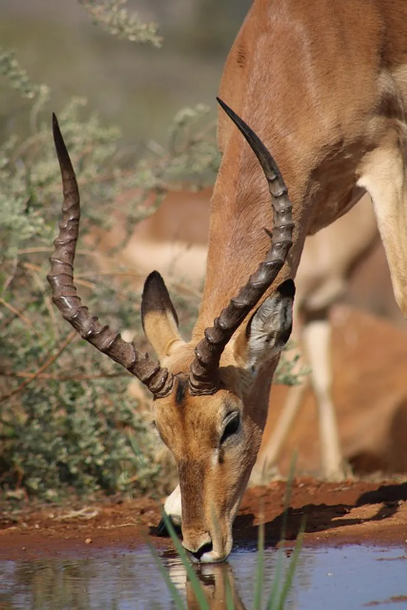 5 Day Camping Safari and Life-time Adventure
