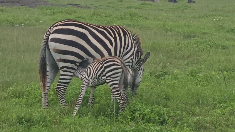 4 Day Private Midrange Safari Experience