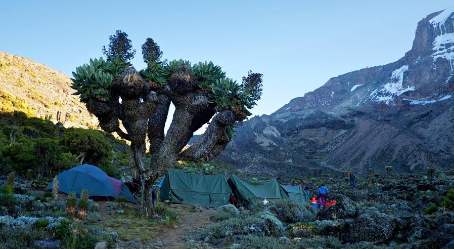 Climb Mt.Kilimanjaro via Lemosho Route for 7 Days - Spirit of Kilimanjaro - Safarigo