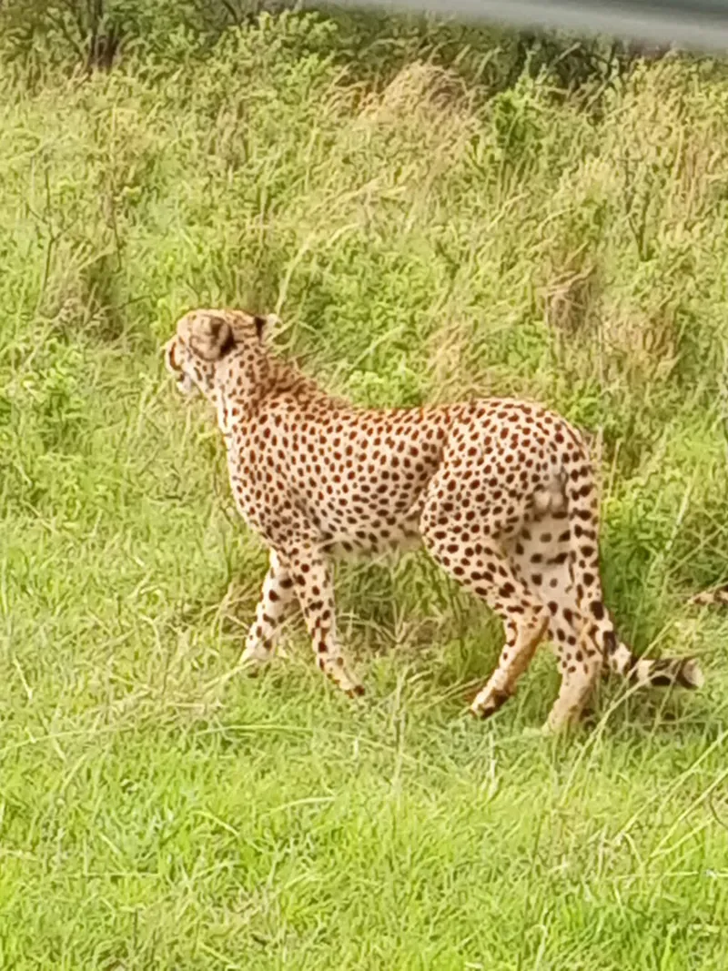 7-Day Masai Mara NP-Nakuru NP-Hells Gate NP-Amboseli NP