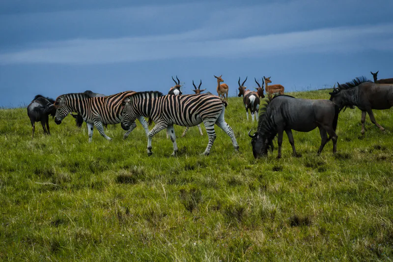 5-Day Fly-In Ndutu and Ngorongoro Crater Calving Season Safari