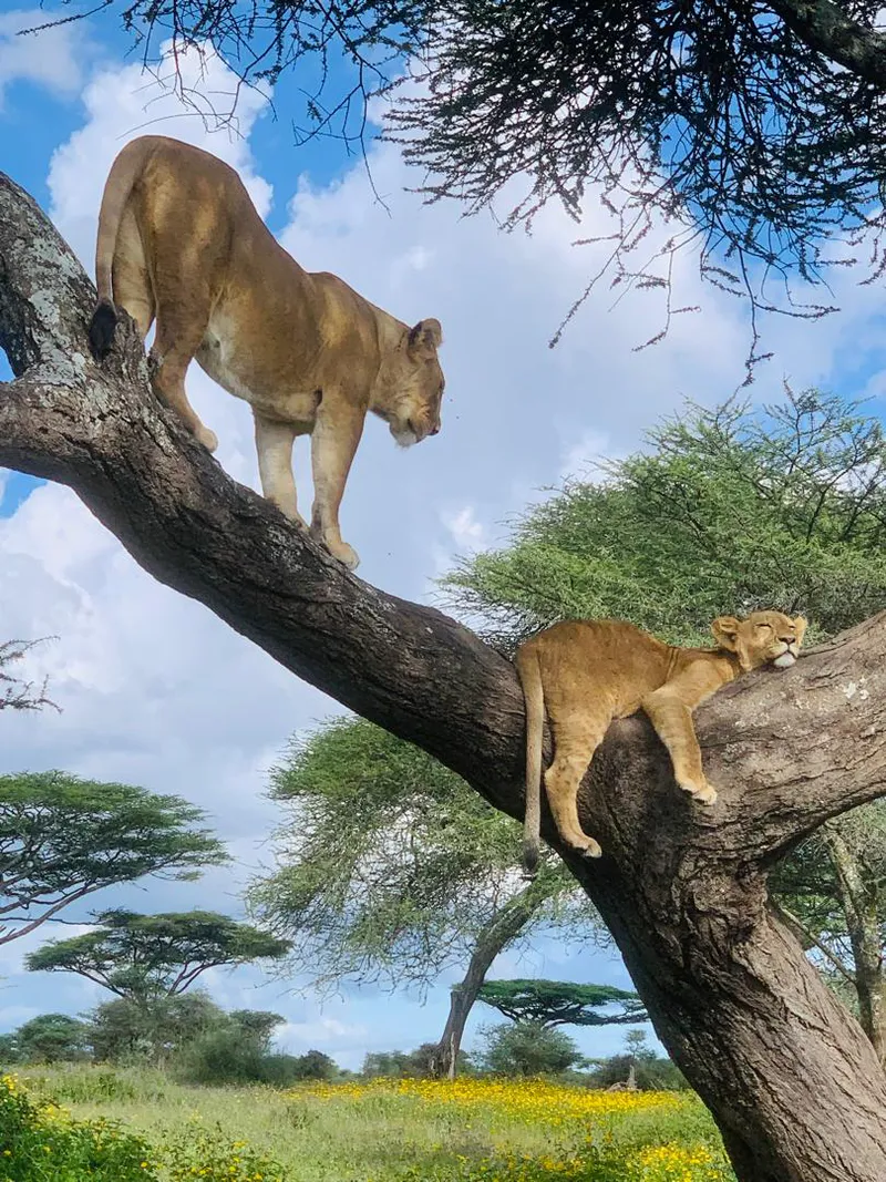 7 Days Tanzania Luxury Safari Itinerary