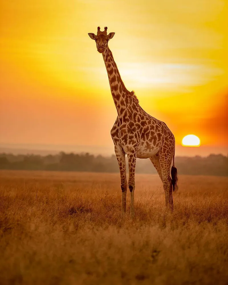 4Day - Nyerere National Park and Mikumi National Park (Famous Southern Circut Destinations)