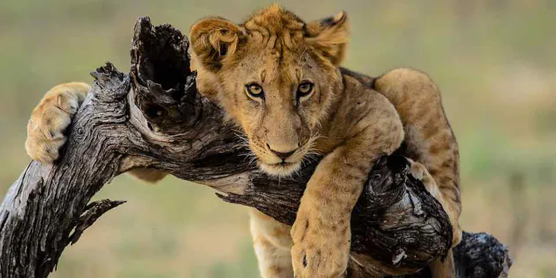6-Day Safari: Tarangire, Ndutu, Central Serengeti, and Ngorongoro Crater Adventure