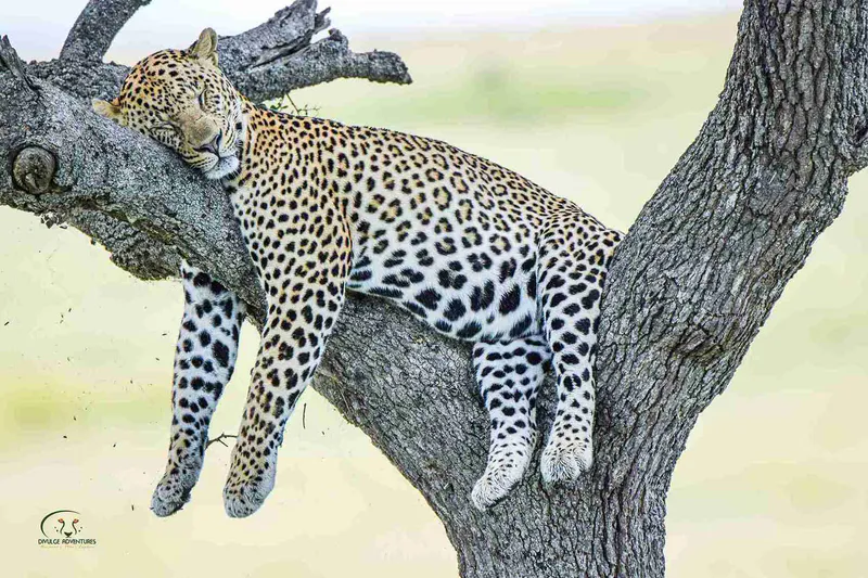 7 Days Magical Kenya Classic Midrange Safari (Amboseli, L. Naivasha, L. Nakuru & Masai Mara)