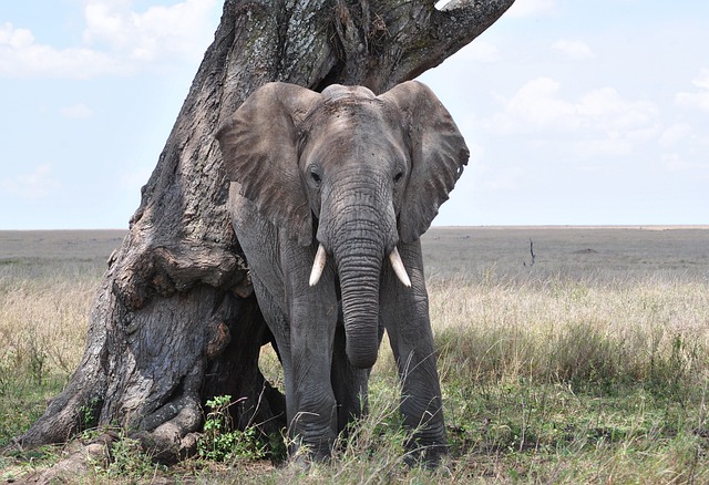 3-Day Serengeti & Ngorongoro Rest House Accommoadtion