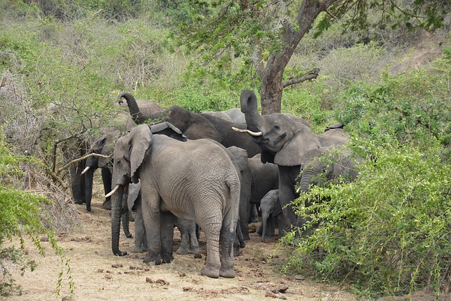 4 Days Best Of Tanzania Budget Safari