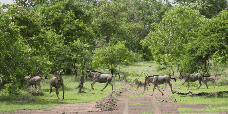 1日共享Safari游:从桑给巴尔飞往尼雷尔国家公园