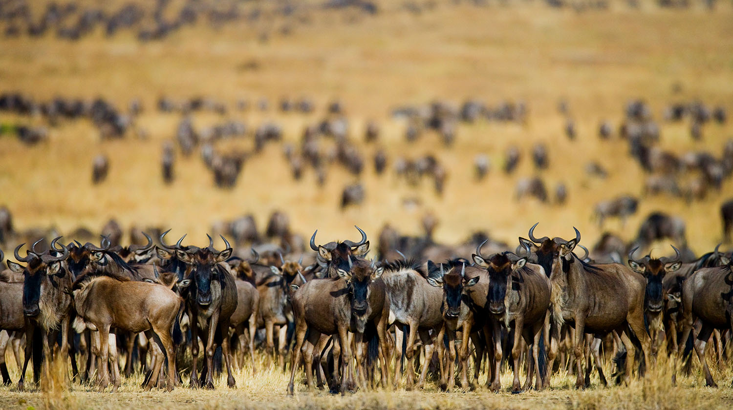 7-DAY NORTHERN CIRCUIT SAFARI & CULTURAL TOUR