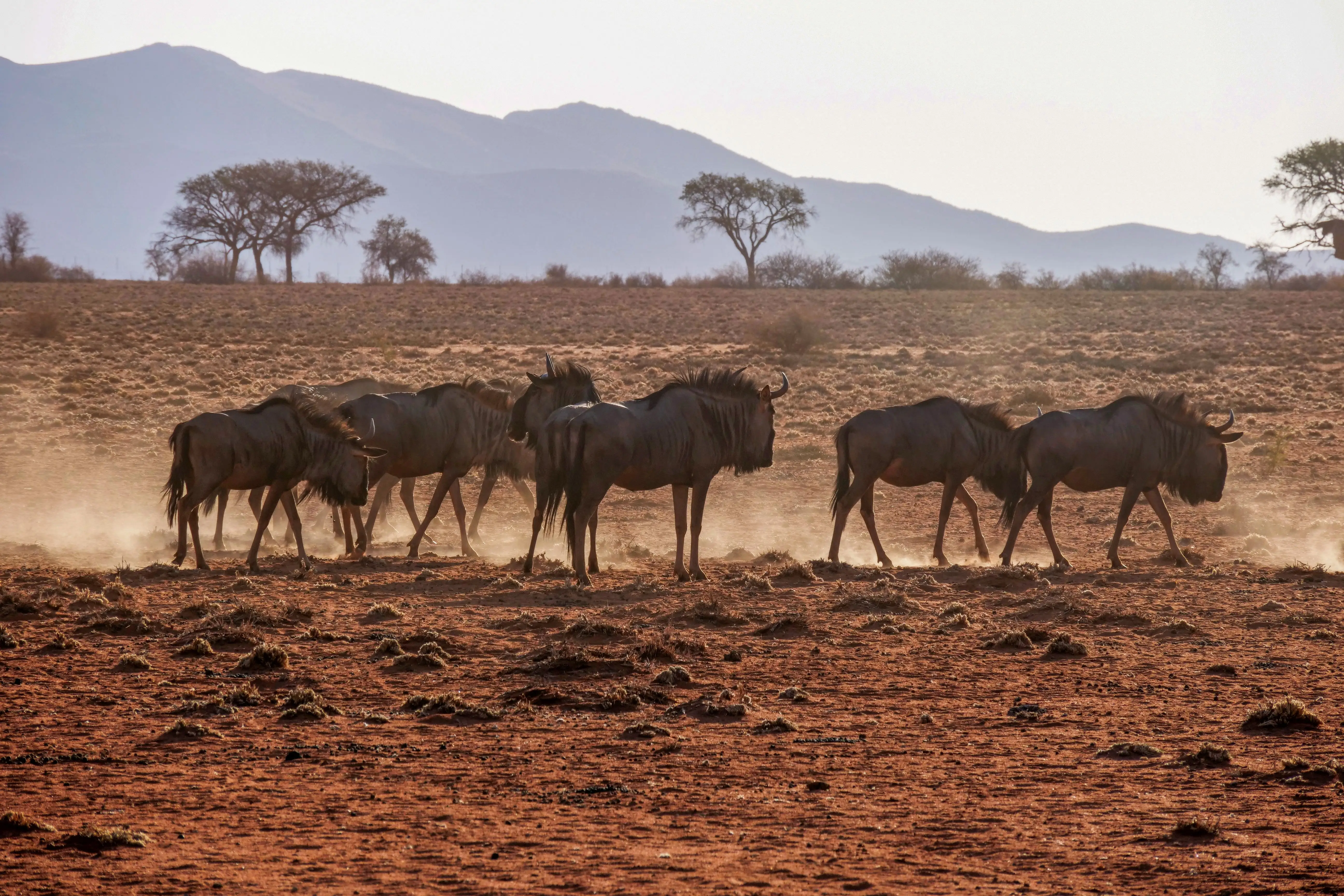 7 Days Extended Migration Explorer Tanzania Safari Experience