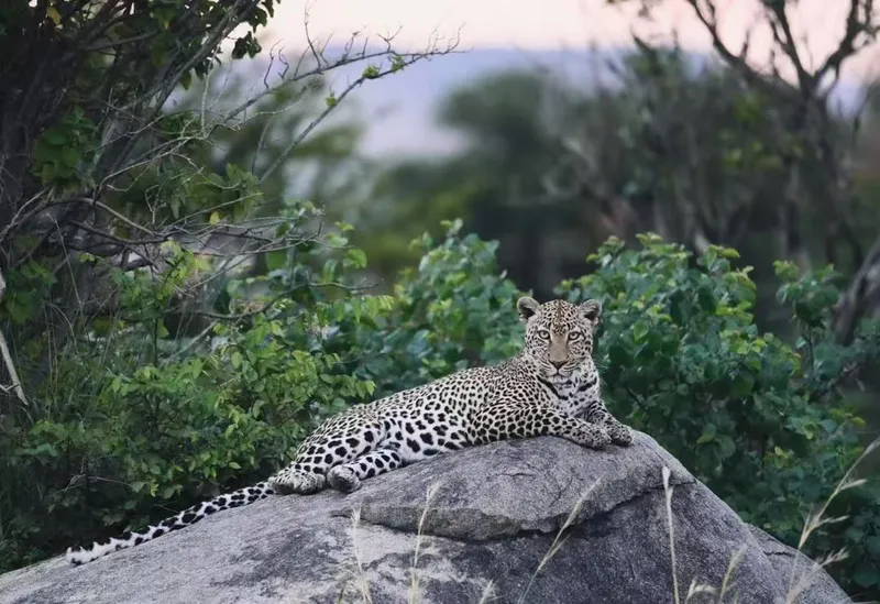 4 Days Serengeti Safari
