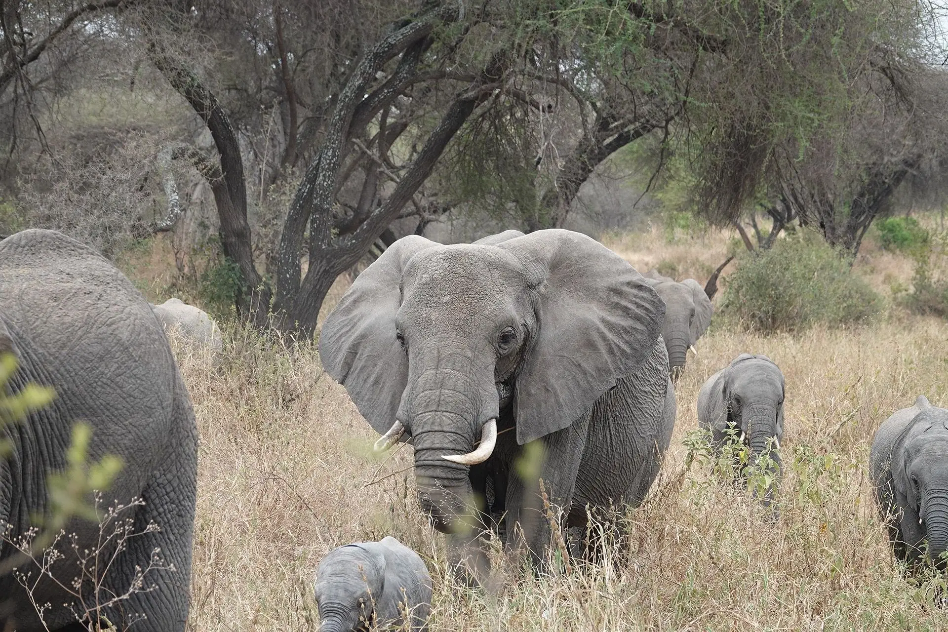 3-Day Tarangire Safari, Land of Giants from Zanzibar