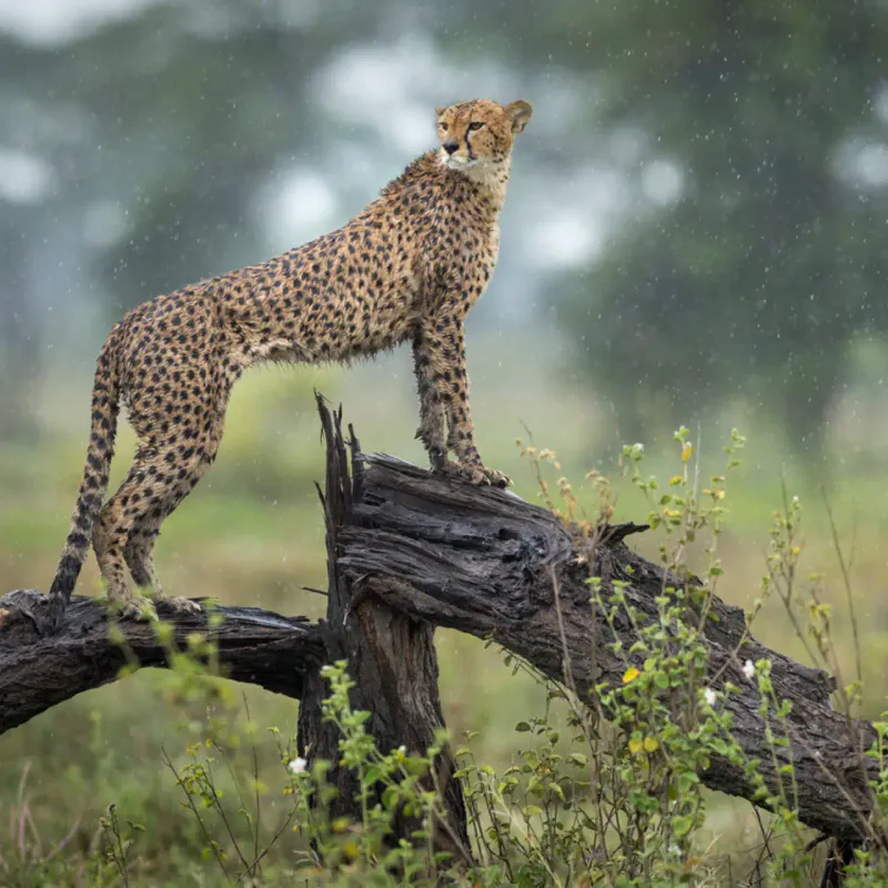 6 Days / 5 Nights Tanzania Serena Safari – Low Season Offer