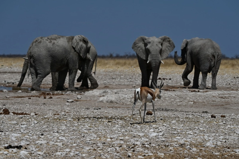 5-Day Taste of Etosha Safari