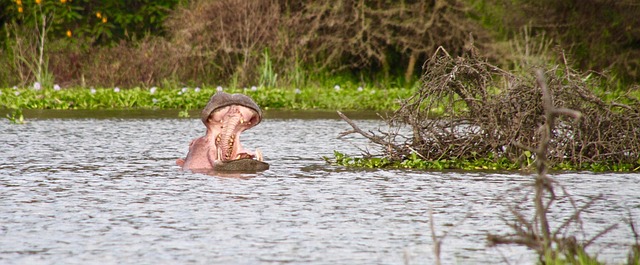 7-Day Mara, Nakuru, Naivasha and Amboseli Luxury Kenyan Safari