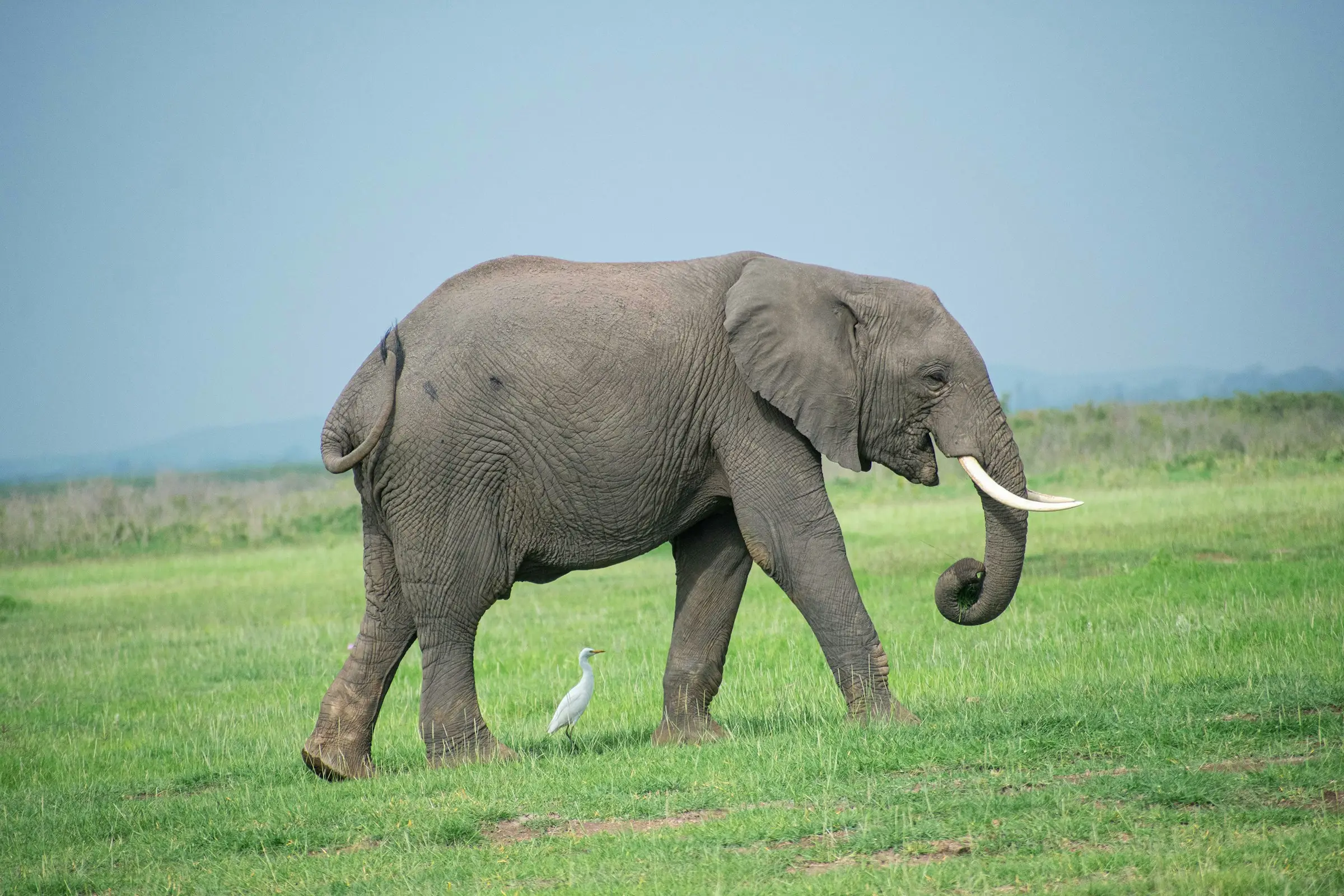 6-Day Premier Safari Across Kenya & Tanzania