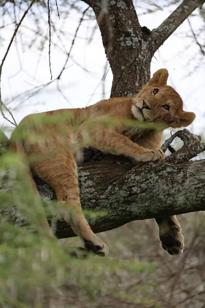 7-Day Southern Serengeti Great Migration & Calving Safari